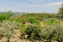 The house is hidden away in woods of chestnut and cork oak